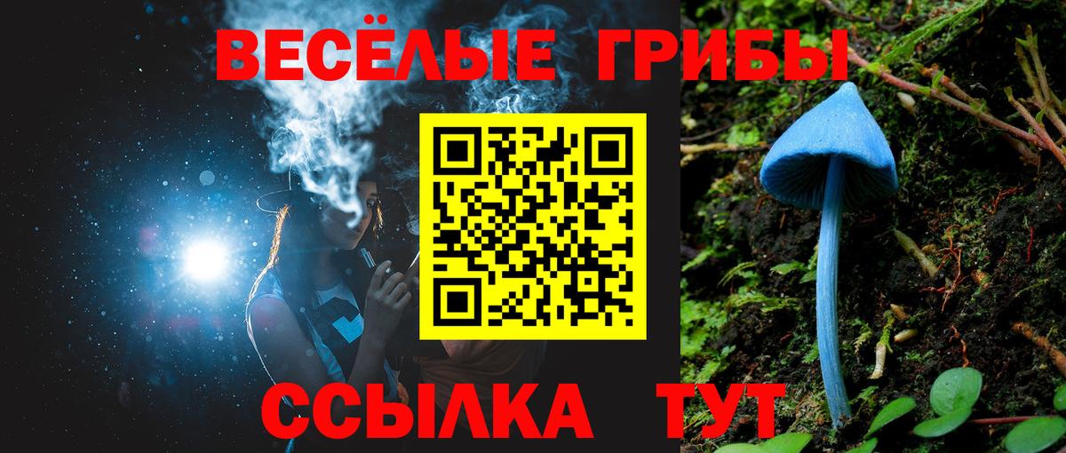 Псилоцибиновые грибы Psilocybe Железногорск